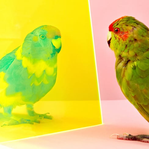 A remarkable new approach to photographing and appreciating birds — in minimalist stage-like settings that encourage philosophical musings.