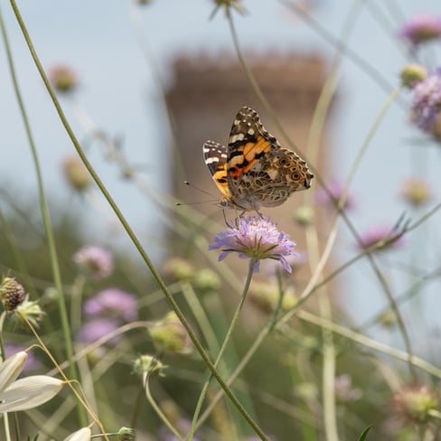 Tracing the epic journey of migration undertaken by the Painted Lady butterfly every year—the longest ever discovered—Lucas Foglia explores connections across borders and the challenges we share with other species in the face of the climate crisis.