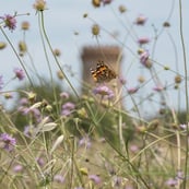 Lucas Foglia 写真集 Lucas Foglia 写真集