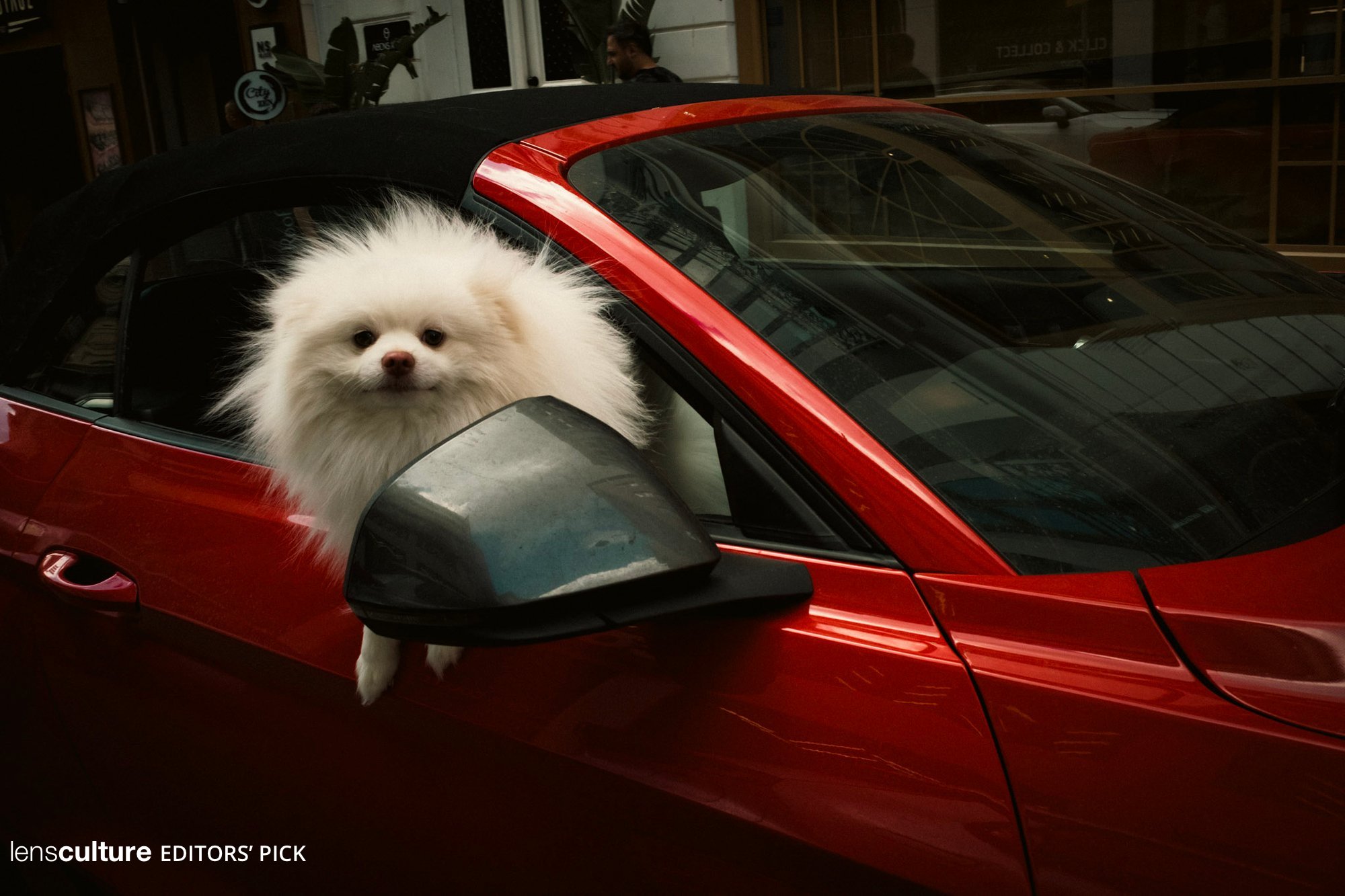 Paw-Pilot