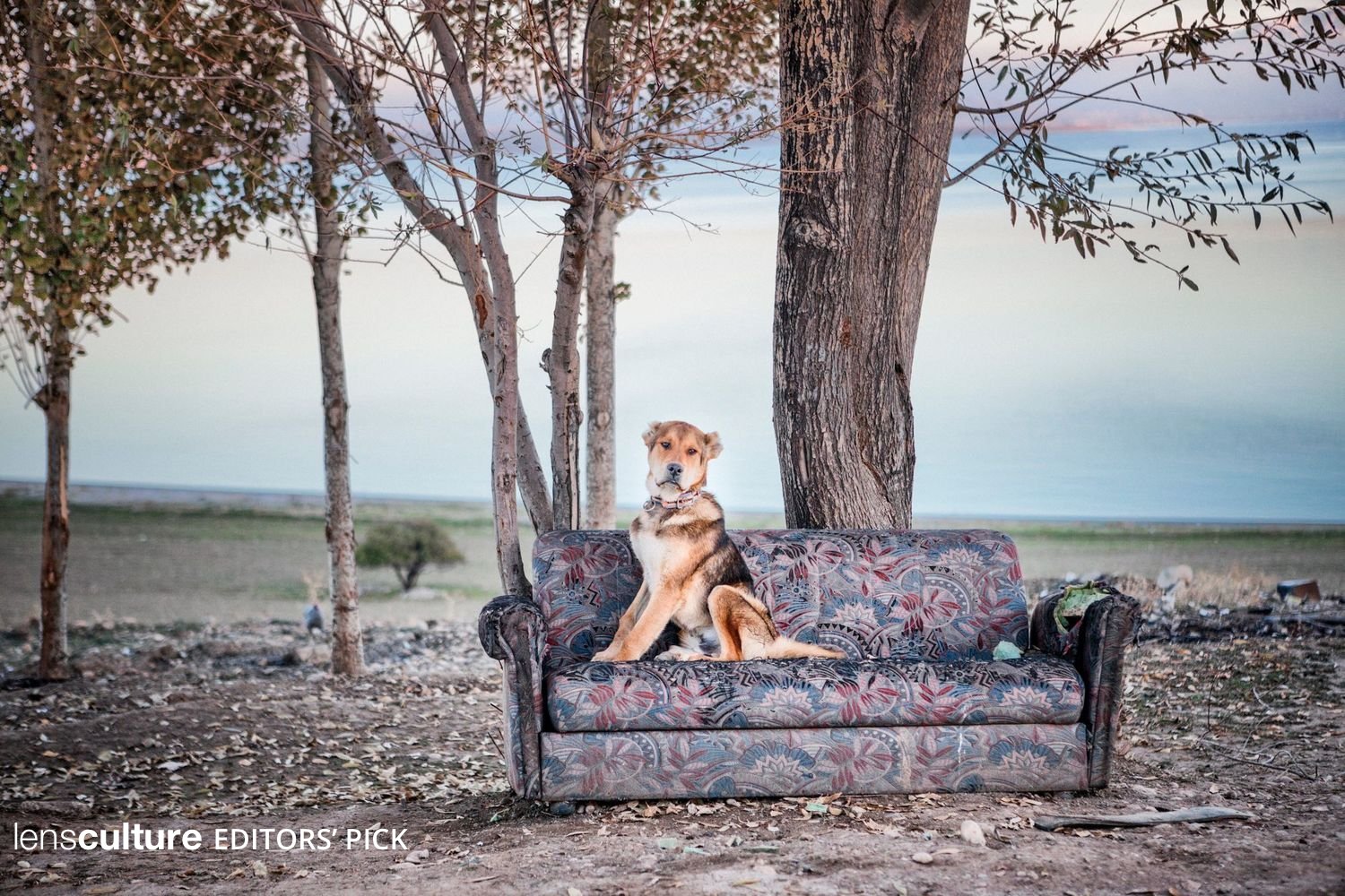 The Dog and the Sofa.