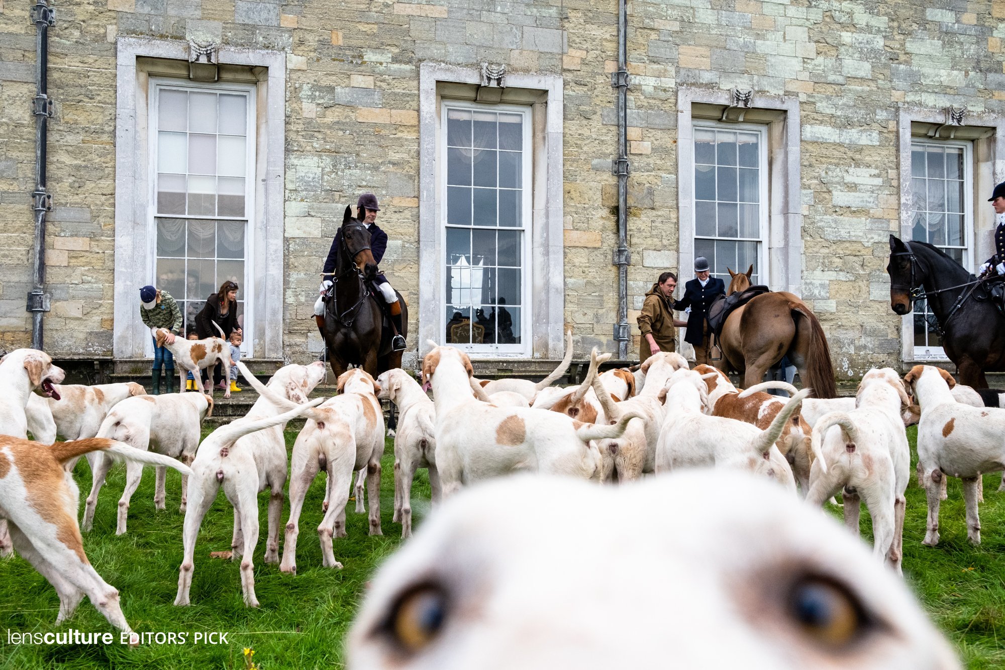 Hounds and horses