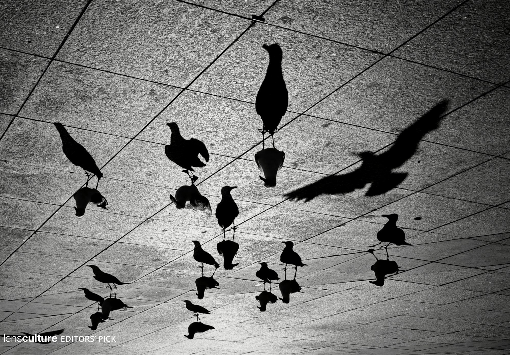 birds