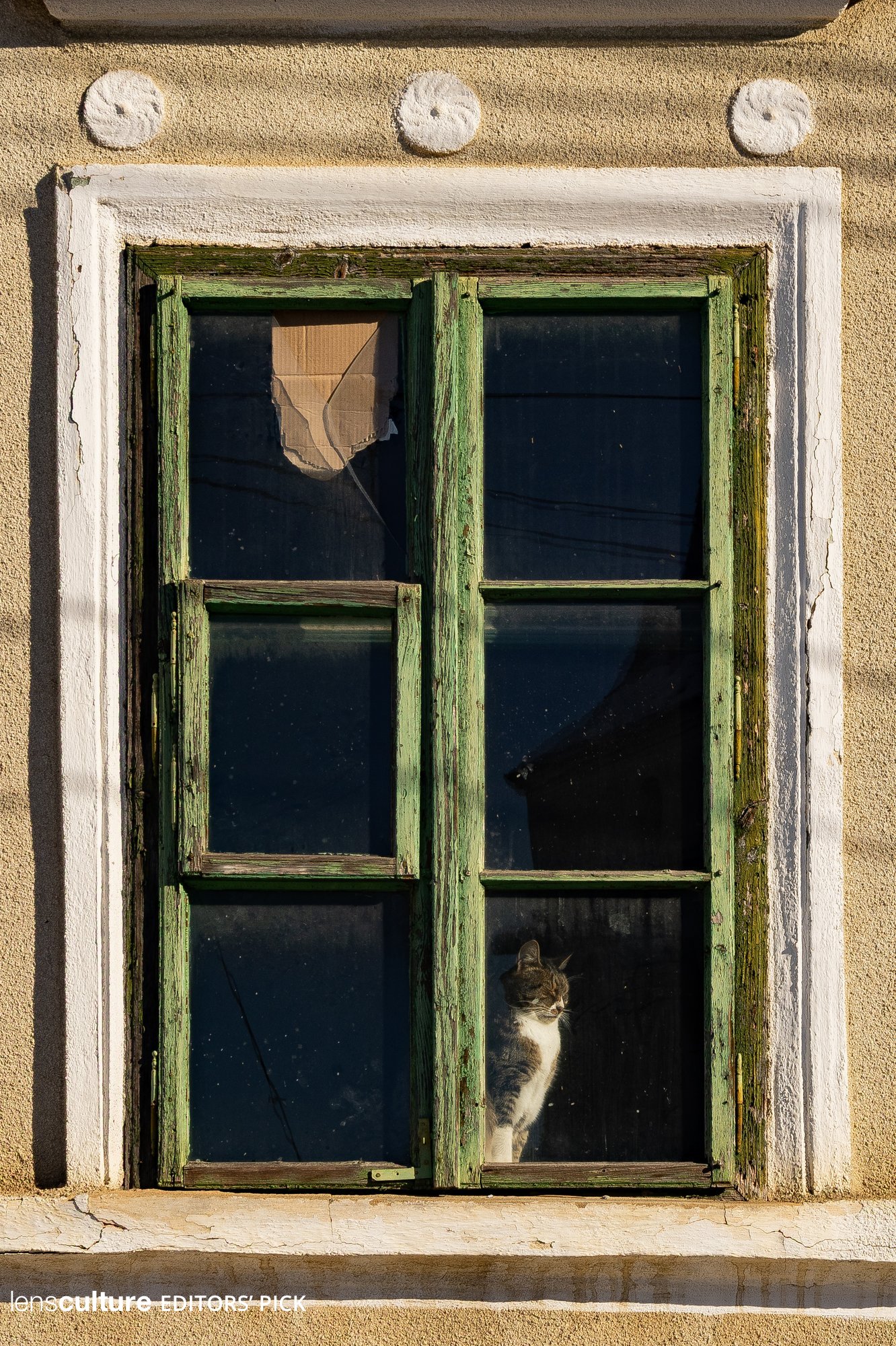 Sell house with cat