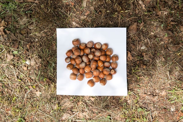 Stage: Campania. On a hazelnut plantation, typical of this area in the south of Italy.