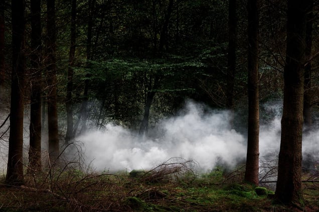 Between The Trees  10 © Ellie Davies