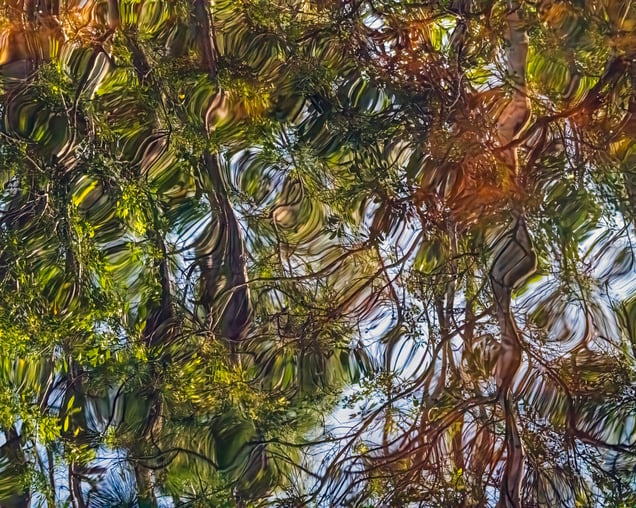 Reflected Canopy