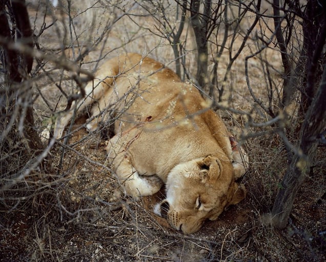 lioness # I, kalahari, south africa-from the series 'hunters'-David Chancellor
