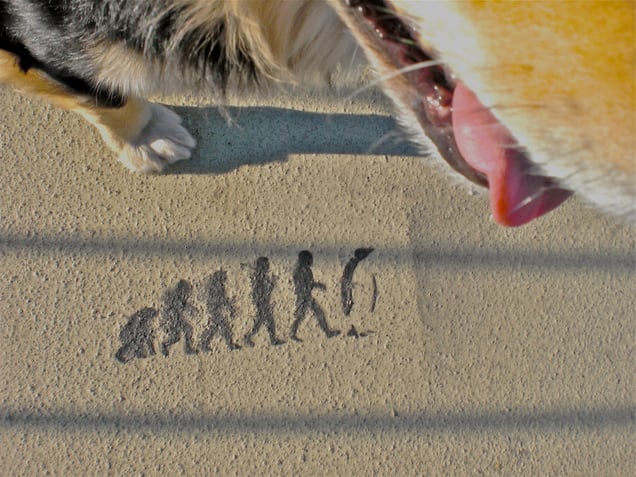 "HOPE FOR HAPPY HALLUCINATIONS" or "THE DADA EVOLUTIONARY STUFFED ANIMAL SPIRIT BIG BANG BANG DOGGY BAG  THEORY" "DIE DADA EVOLUTIONÄRE STOFFTIERSPIRIT URKNALL KÖTER KNALLTÜTEN THEORIE"