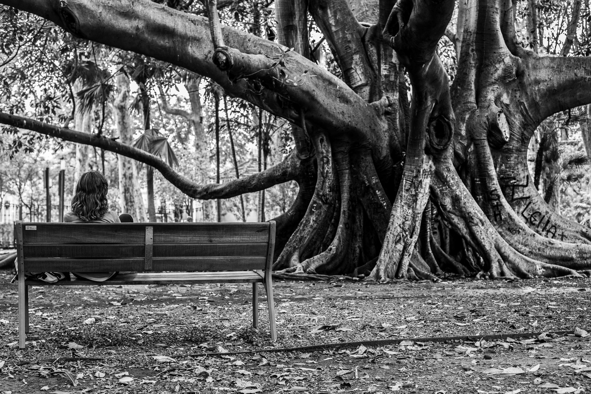 In Madre Albero