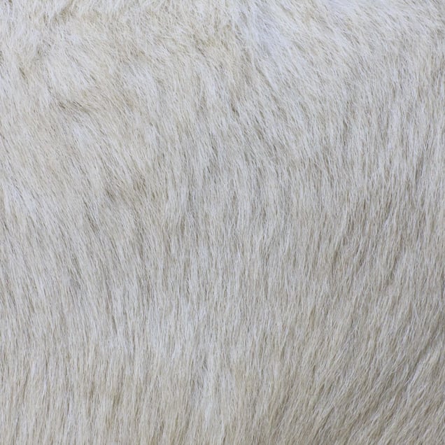 Goat © Yusuke Sakai