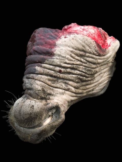 From the series "Meat Portraits" © Alex Van Gelder