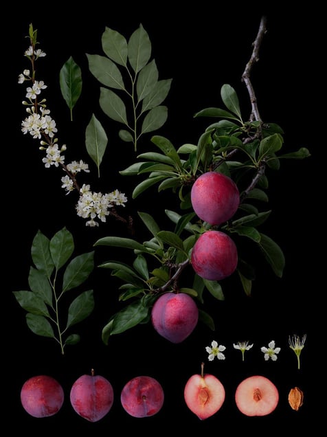 Prunus salicinca Lindl. 'Shiho'