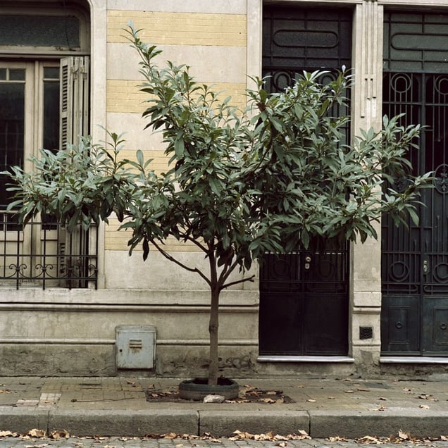 From the series Tree Portraits              © Emma Livingston