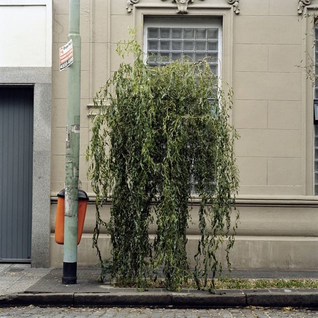 From the series Tree Portraits              © Emma Livingston