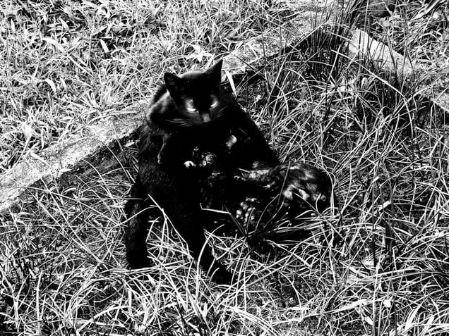 Poison © Aji Susanto Anom