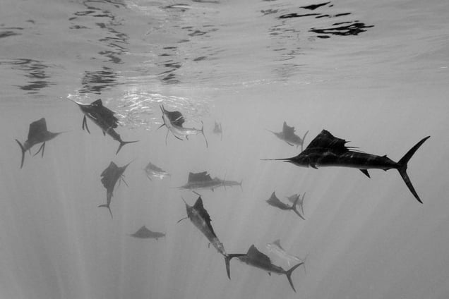 2nd Prize Nature Single © Reinhard Dirscherl, Germany  Atlantic sailfish attack Spanish sardines, off Yucatan Peninsula, Mexico