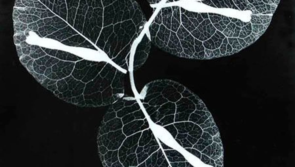 Bougainvillea © Roxanne Worthington