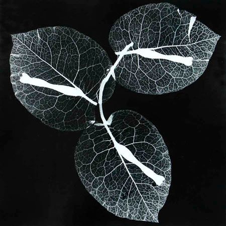 Breath: Floral Photograms