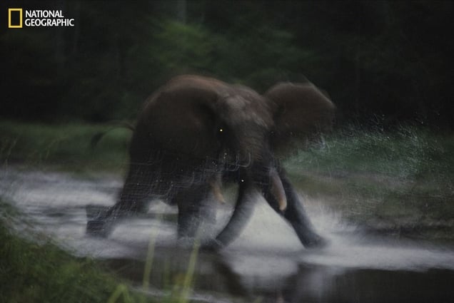 A female elephant charges toward the photographer near Dzanga Bai. From the October 125th anniversary issue of National Geographic magazine © Michael Nichols/National Geographic