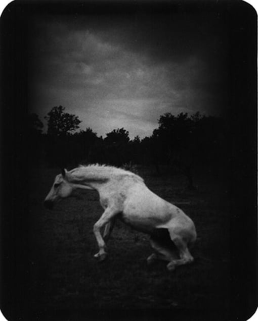 "Untitled" (Horse Standing Up), 2007 © Giacomo Brunelli