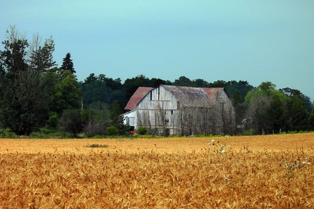 Wheat farm