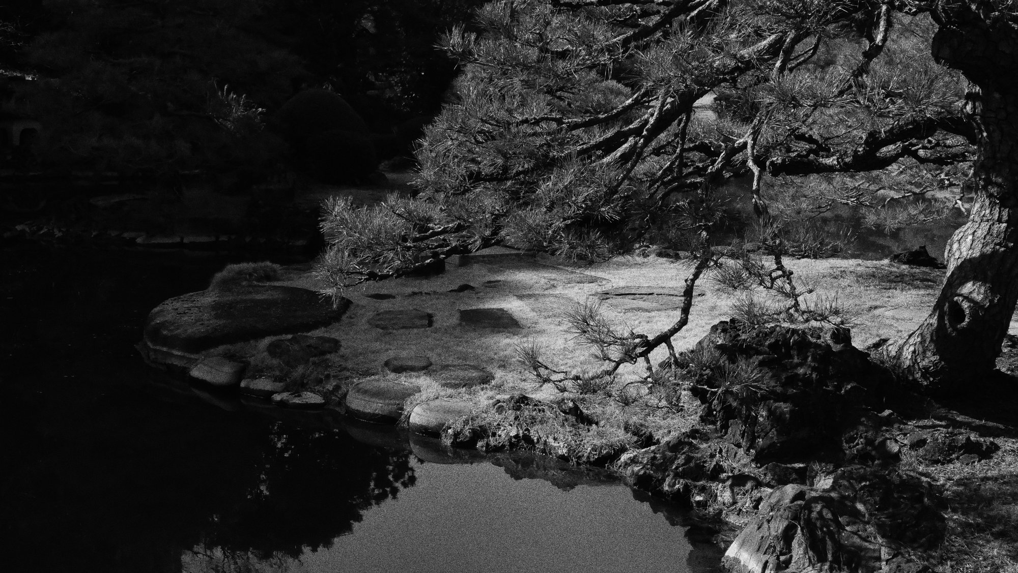 Shadow of pine
