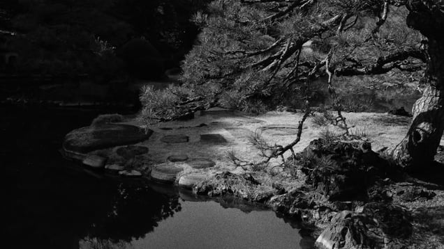 Shadow of pine