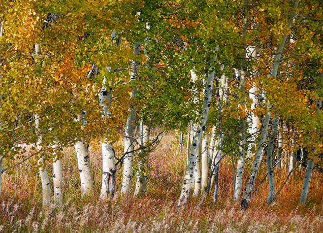 Aspens