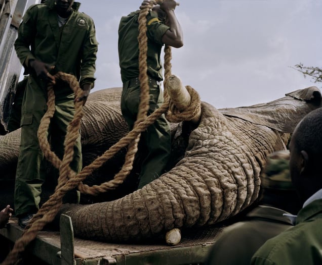 elephant relocation # VI, ol pejeta conservancy, northern kenya-from the series 'with butterflies and warriors'-David Chancellor