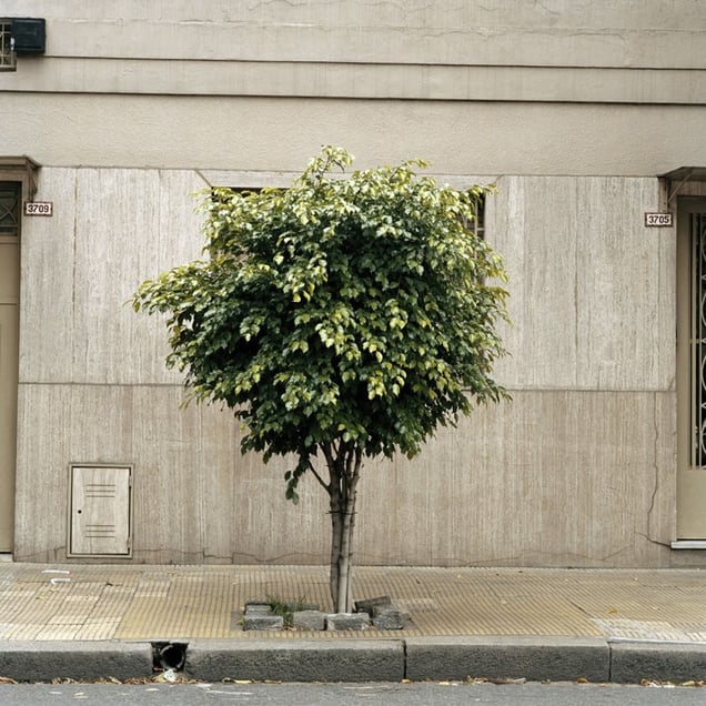 From the series Tree Portraits              © Emma Livingston