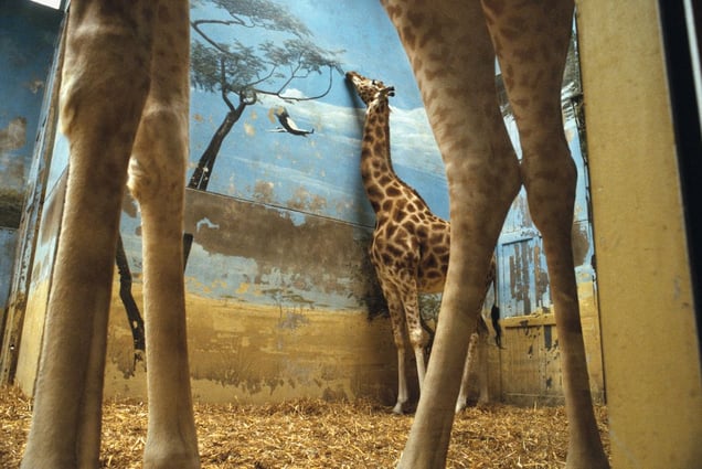 Paris, France. From Slant Rhymes.