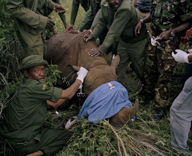 black rhino, forest area, lewa conservancy, northern kenya-from the series 'with butterflies and warriors'-David Chancellor