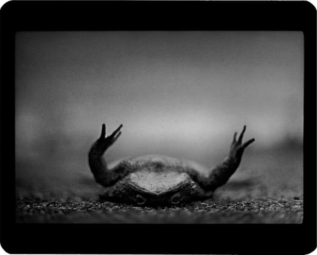 "Untitled" (Toad), 2008 © Giacomo Brunelli