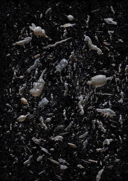 香港湯: 1826 - Wildlife