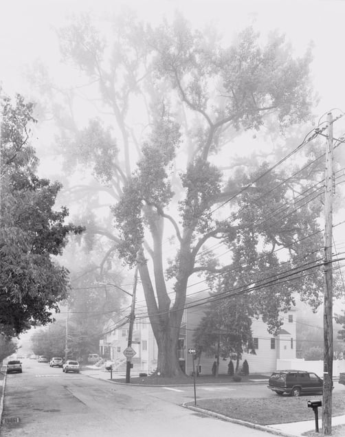 Eastern Cottonwood, Sprague Avenue, Staten Island II 2011. From the series "New York Arbor." Showing at Galerie Thomas Zander. Courtesy of Photo London.