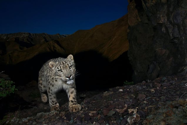 1st prize Nature Stories. © Steve Winter, USA, National Geographic Magazine. Snow Leopards: Out of the Shadows