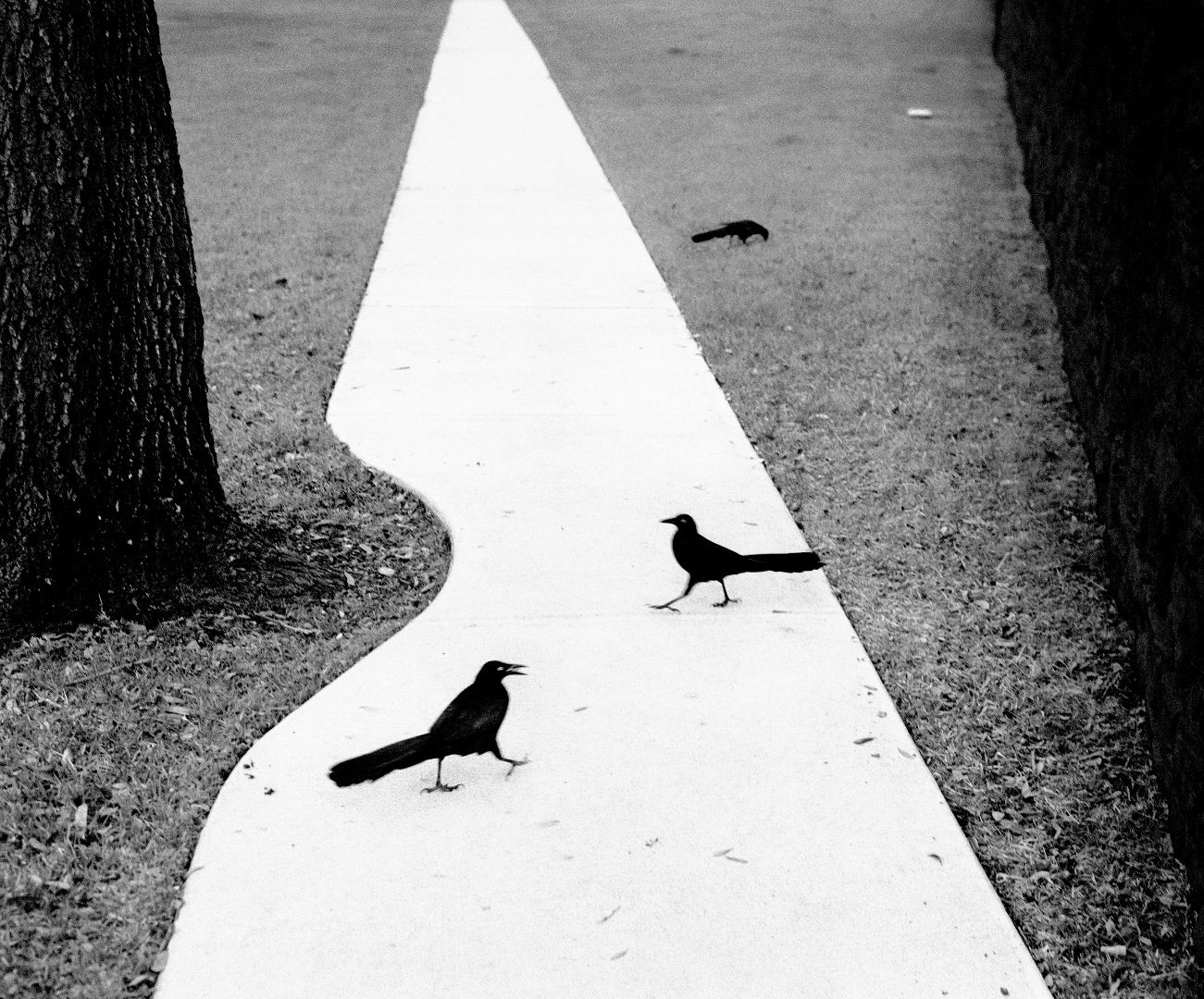 PENTTI SAMMALLAHTI 写真集 Pentti Sammallahti - Here Far Away, Dewi Lewis, 2012