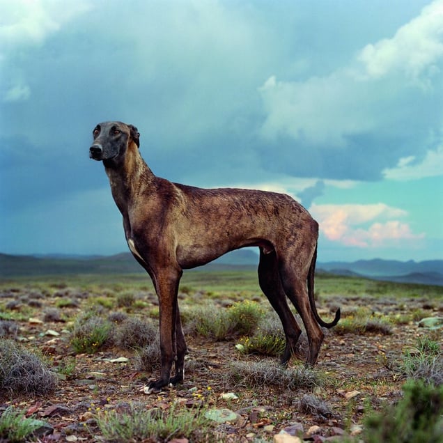 Africanis 23. Richmond, Northern Cape, January 2009. © Daniel Naude, courtesy of Huis Marseille