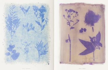 This Earthen Door — Sublime Anthotypes, Preserved Plants &amp; Poetry, Photography Competition & Awards