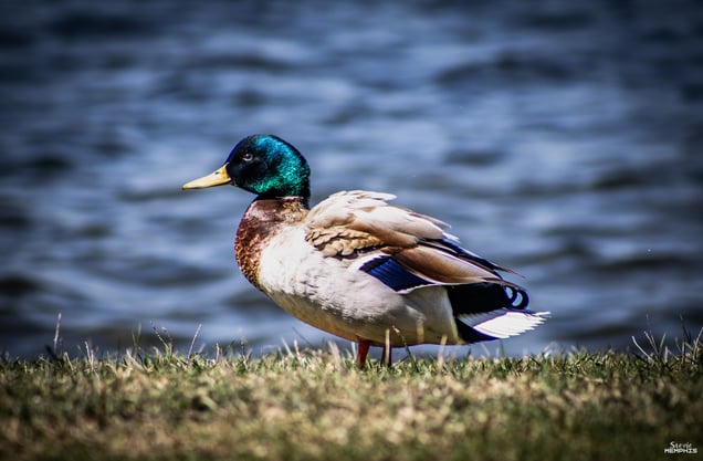 Mallard VIII