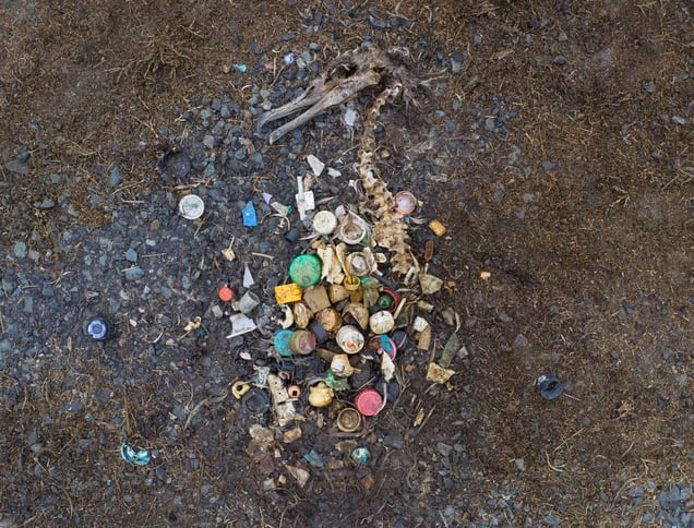 Carcass of a Laysan albatross fledgling, Midway Island, 2011.