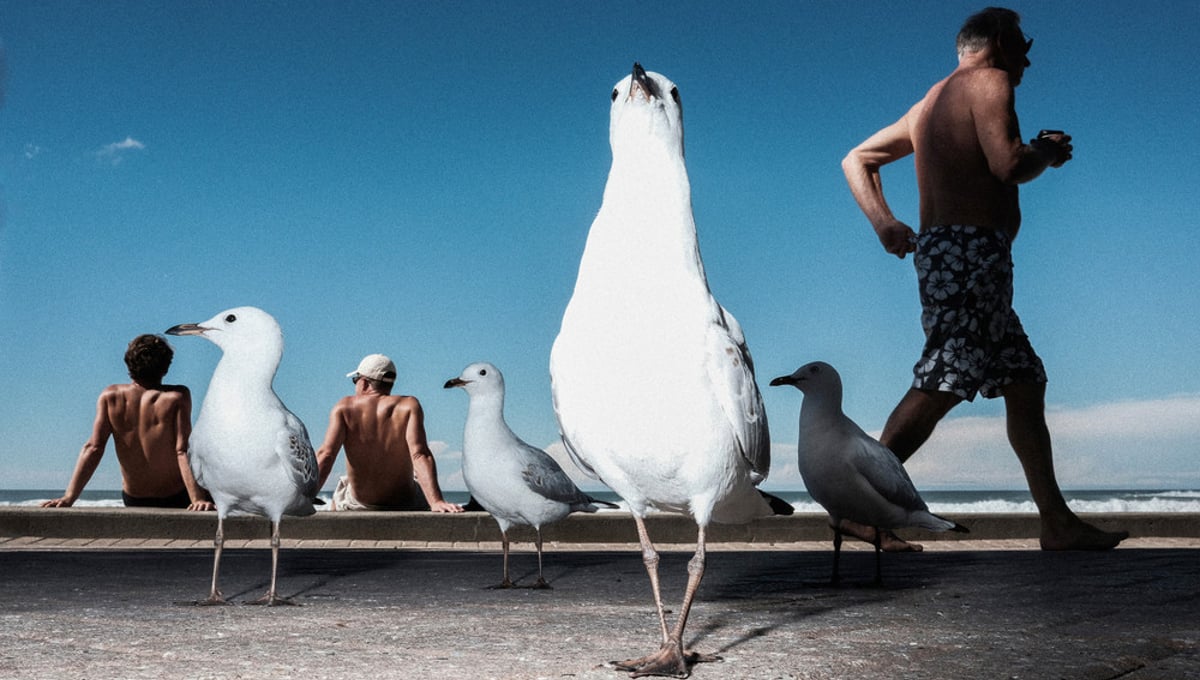 Of Birds and Men