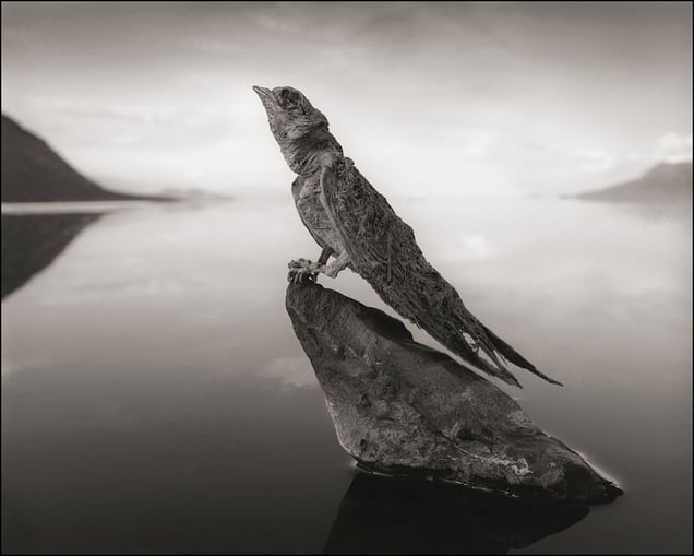 Petrified Swallow © Nick Brandt. Courtesy of Edwynn Houk Gallery, New York