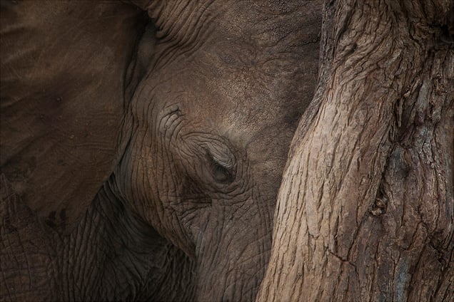 Resting Under a Midday Sun.
