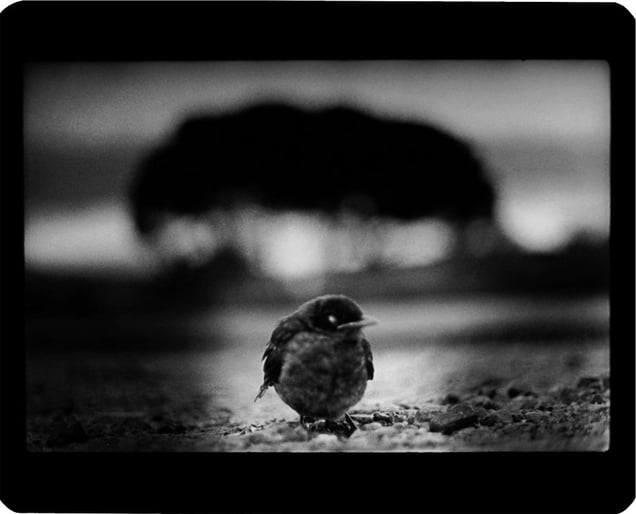 "Untitled" (Bird and Trees), 2006  © Giacomo Brunelli