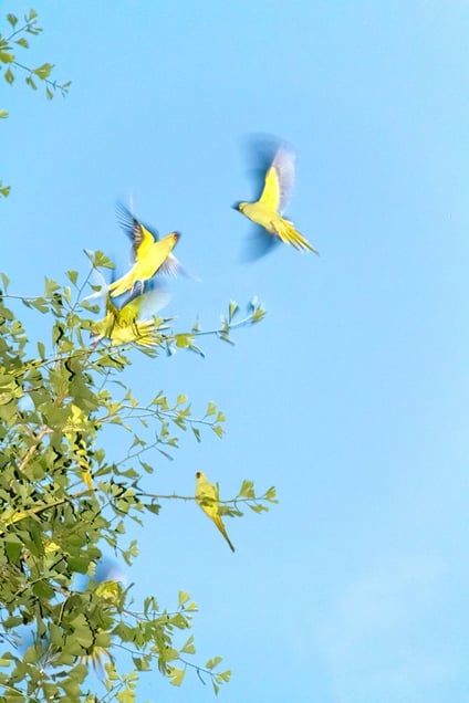 From the photo series "Tokyo Parrots" © Yoshinori Mizutani