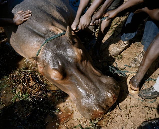 untitled # V, lake kariba, zimbabwe-from the series 'hunters'-David Chancellor