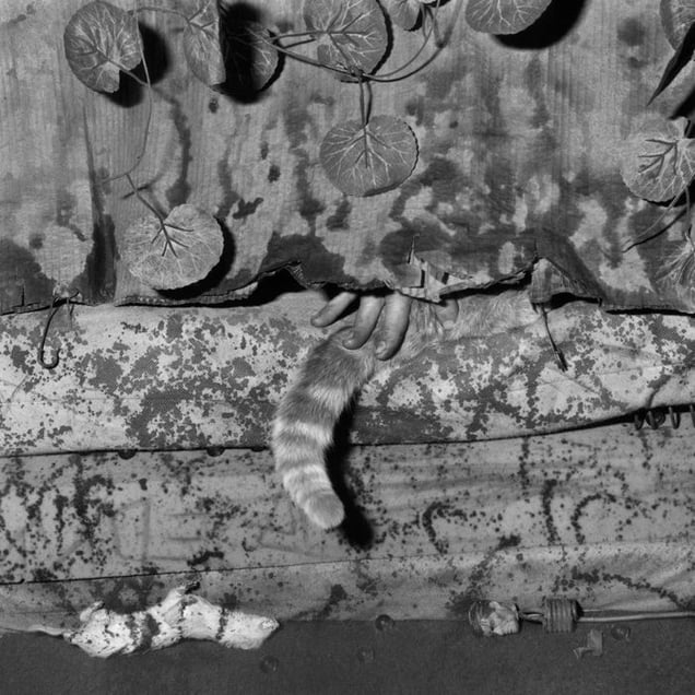 Accomplice, 2006 © Roger Ballen