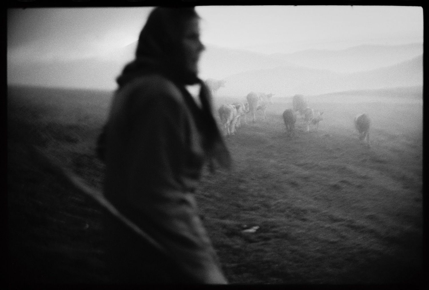 Shepherds